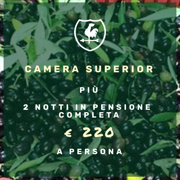 Raccolta oliva Tenuta del Gallo Camera Superior