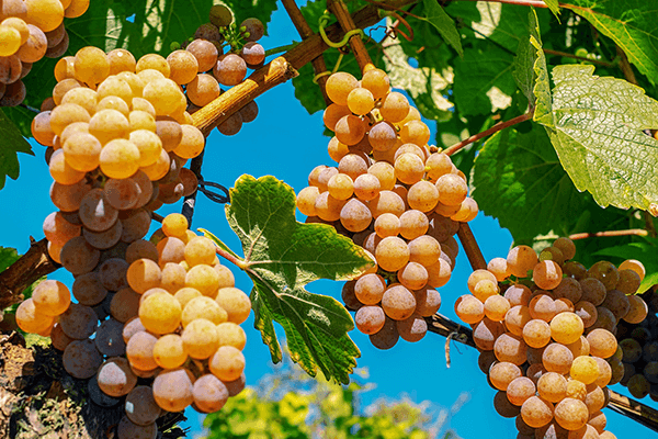 Procanico Tenuta del Gallo