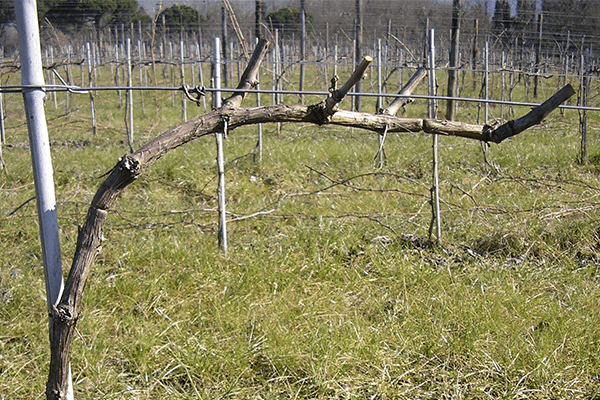 Potatura a cordone speronato