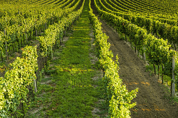 Vigneti la palazzola vascigliano