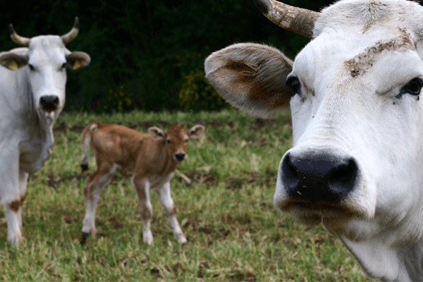 Agriturismo in Umbria