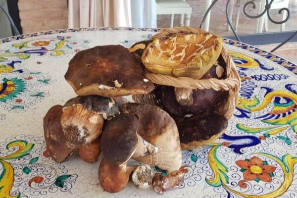 Funghi Tenuta del Gallo